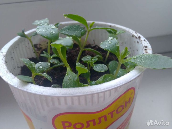 Каланхоэ лечебное