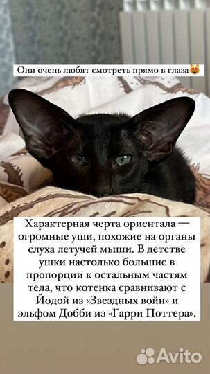 Ориентальные котята современного типа