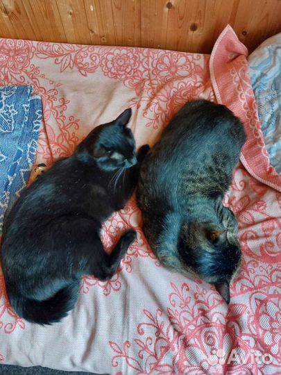 Котоняня