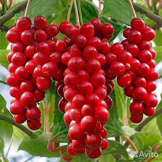 Лимонник китайский