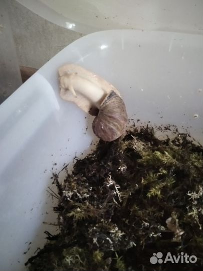 Улитки Ахатины