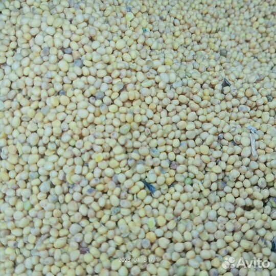 Семена горчицы