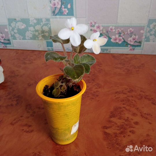 Комнатные растения цветы