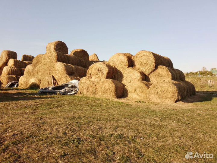 Сено в тюках