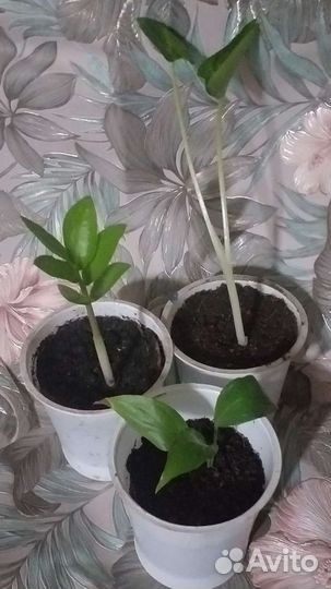 Продам цветы комнатные