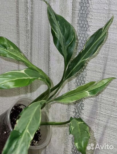 Спатифиллум Дели