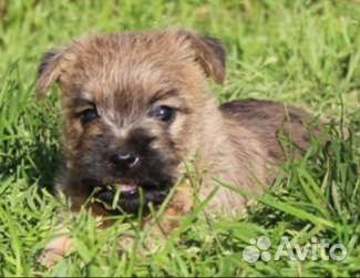 Керн терьер