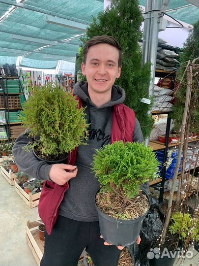 Туя хвойные