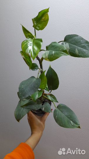 Филодендрон