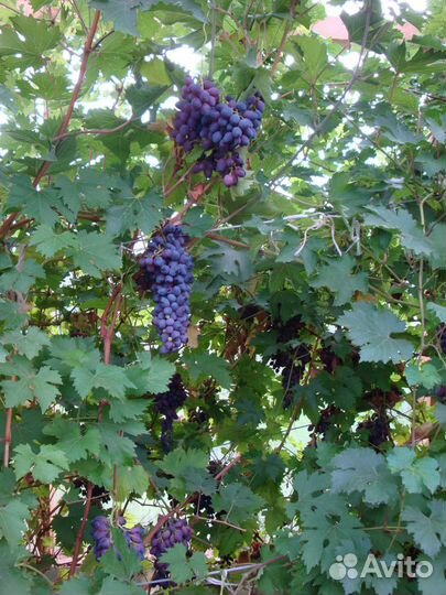 Саженцы и черенки элитных сортов винограда