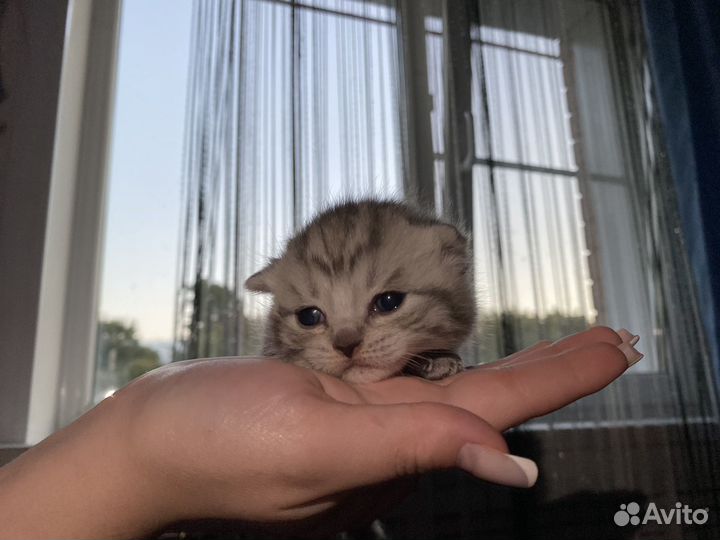 Шотландские