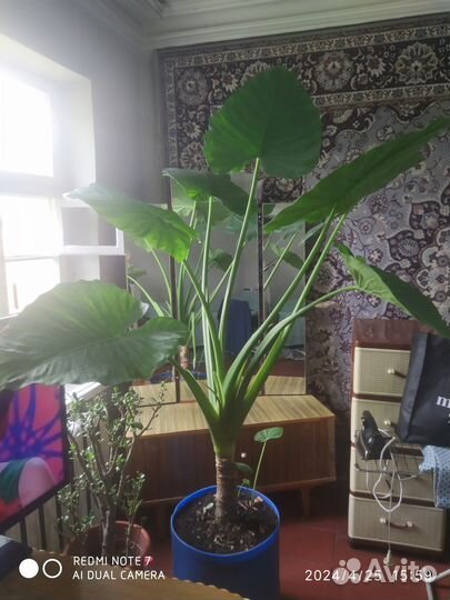 Алоказия, разных размеров