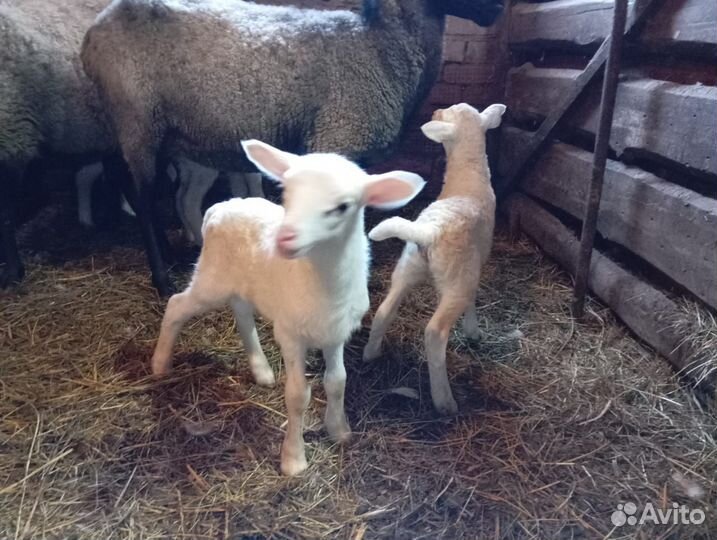 Овечки на племя - ярочки молочники