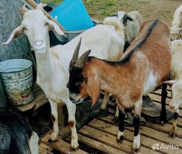 Овцы бараны ягнята, козы, телята