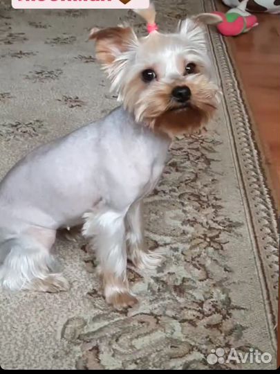 Щенки йоркширского терьера