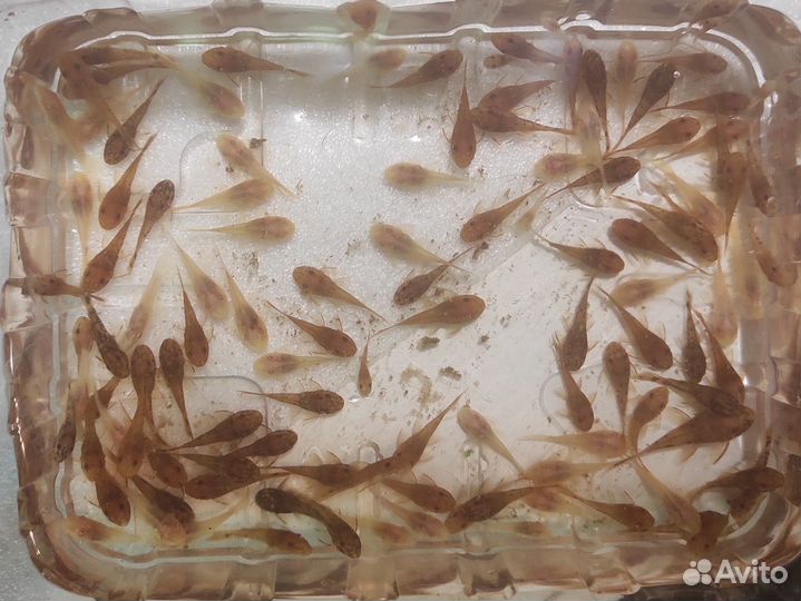 Сомики анциструсы (тёмные, альбиносы, триколор)