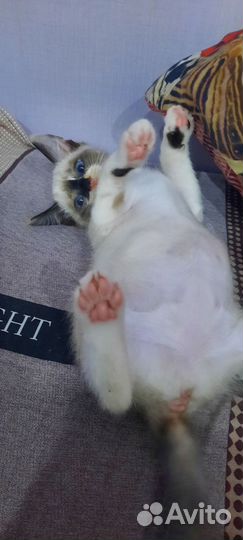 Котик в дар бесплатно