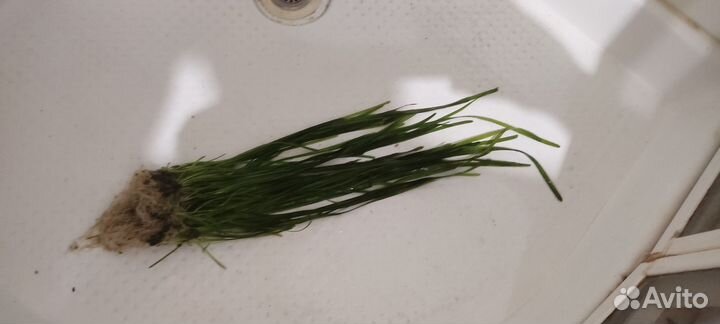 Аквариумные растения(Валлиснерия)