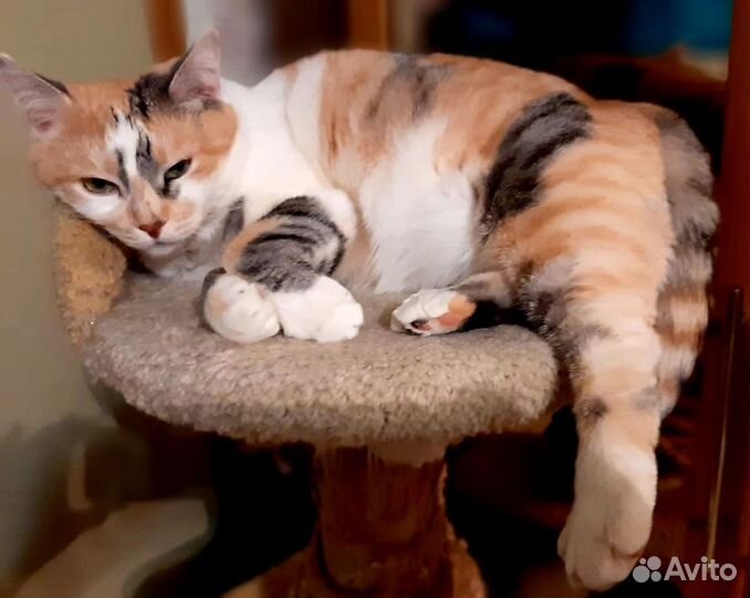 Многоцветная кошка с изумрудными глазками в дар