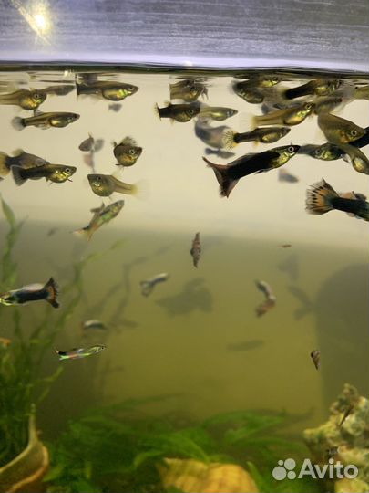 Рыбки гуппи. за 15 штук