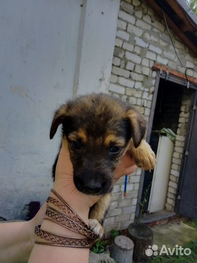 Овчарка