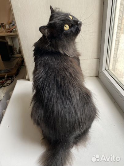 Кот в добрые руки