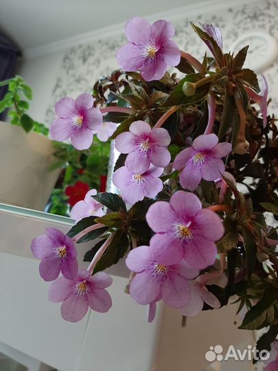 Ахименесы