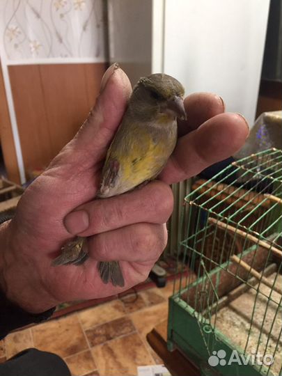 Певчие птицы