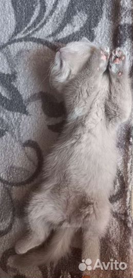 Шотландский котёнок