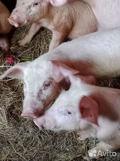 Поросенок ландрас