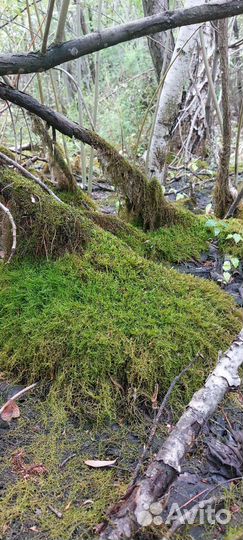 Мох плаун живой