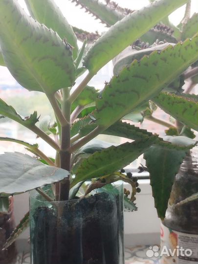 Каланхоэ лечебное