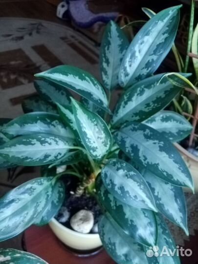 Монстера и другие комнатные цветы