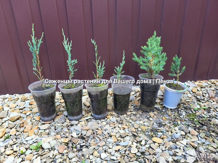 Растения для Вашего дома и сада