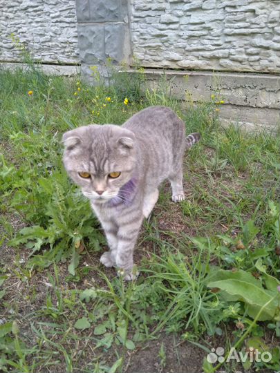 Кошка в добрые руки, шотландская,потеряшка