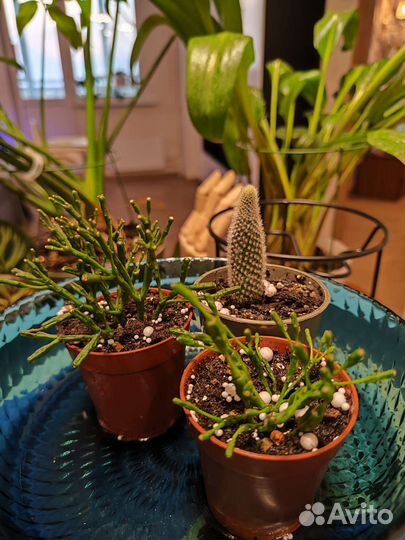 Хатиора,рипсалис