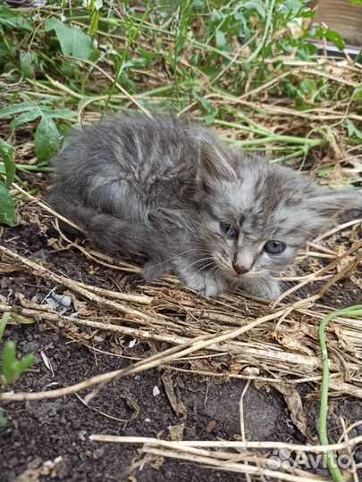 Кошки в добрые руки бесплатно