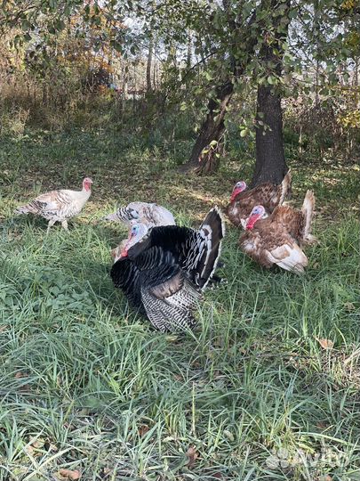 Индюки индюшки