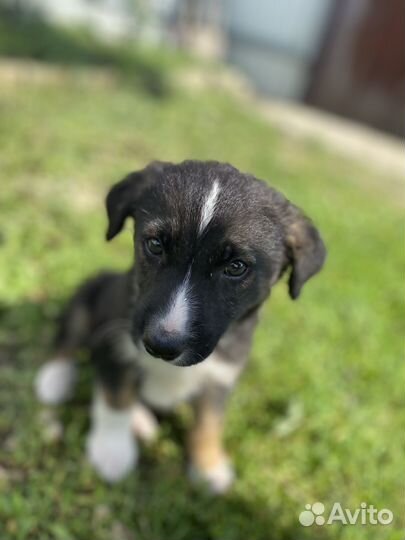 Собака в добрые руки щенок мальчик