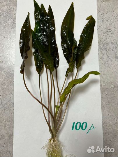 Растения для аквариума + Аквариумы + Улитки