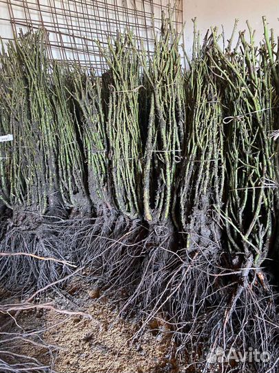 Кустовые розы саженцы