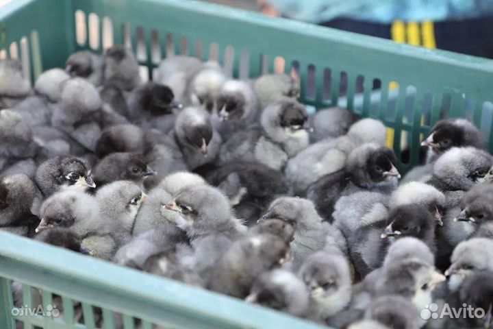 Цыплята доминант голубой, крапчатый, черный