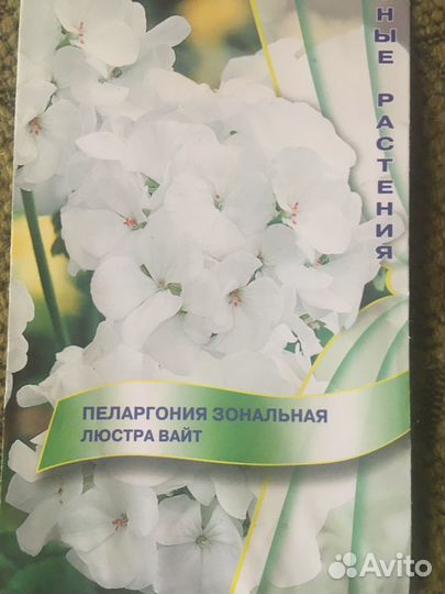 Пеларгония сортовая (герань)