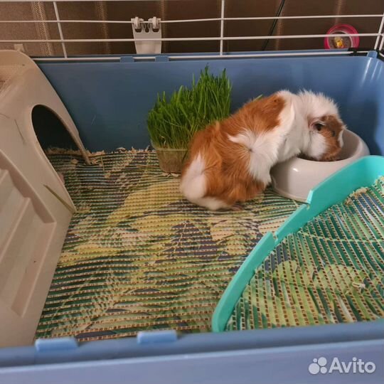 Передержка мелких грызунов