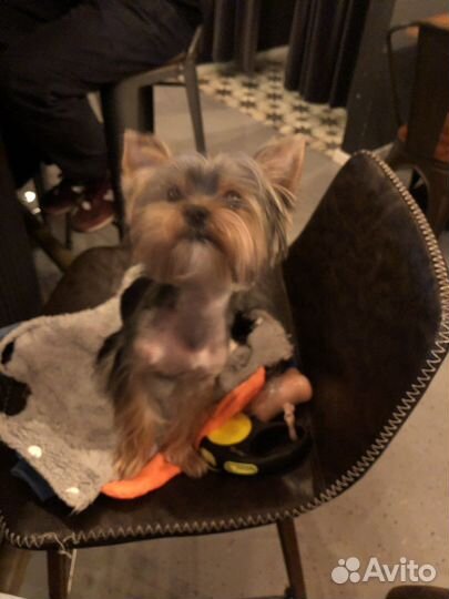 Случка доя йорика 1 год