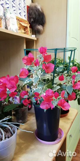 Бугенвиллия