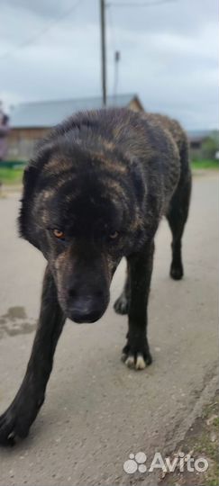 Собака Алабай