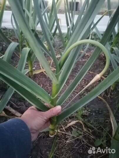 Чеснок Любаша