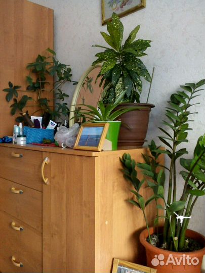 Комнатные цветы