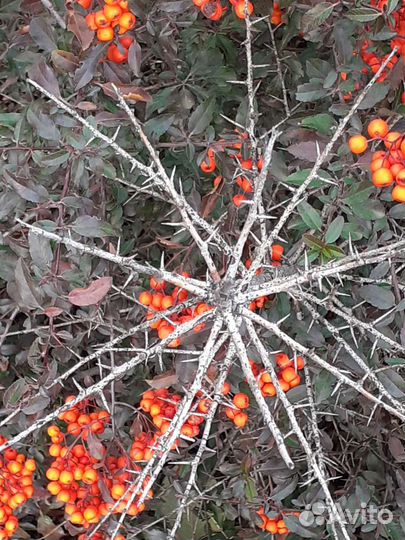 Пираканта семена